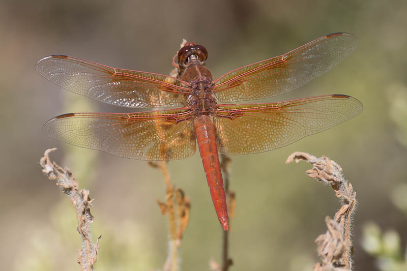 Flame Skimmer